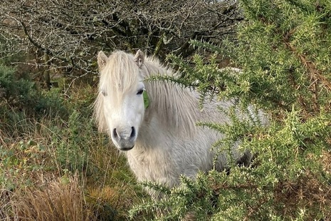 A white pony emerging from foliage at Goss Moor NNR