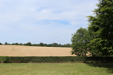 Rural image of field and hedge