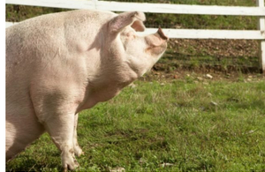Чилийский рынок открывает экспорт свинины