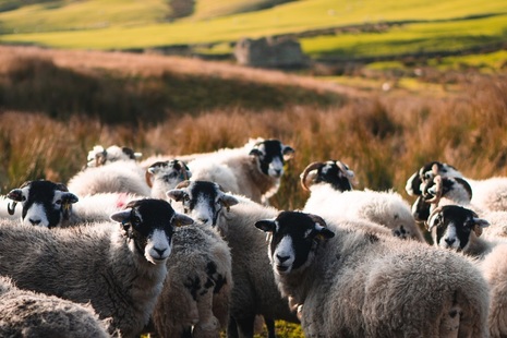 group of sheep