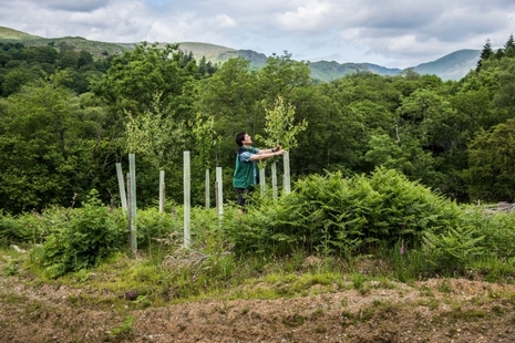 A woodland officer checking young trees still in tree tubes