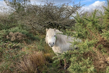 A wild white pony looking at the camera, partly obscured by hedgerow