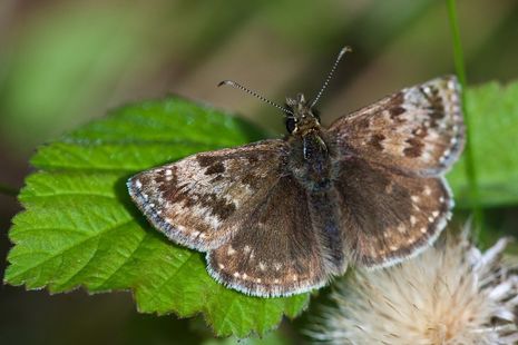 A photograph of a small brown butterfly resting on a green leaf