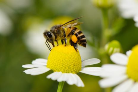 Photograph of a bee on a flower with white petals.