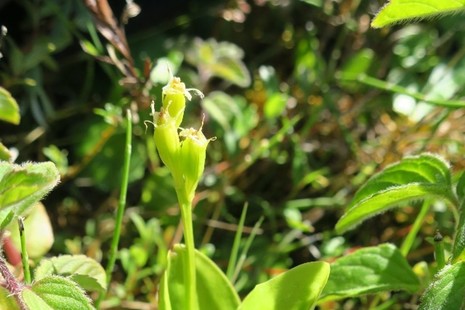 One of the six Fen Orchids recorded at the beginning of July (Copyright Richard Pryce)