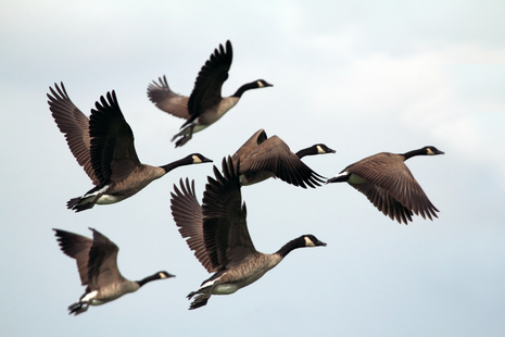 Image of flying wild geese