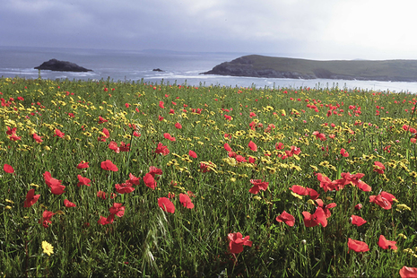 A field of red and yellow flowers with the sea and some cliffs in the background