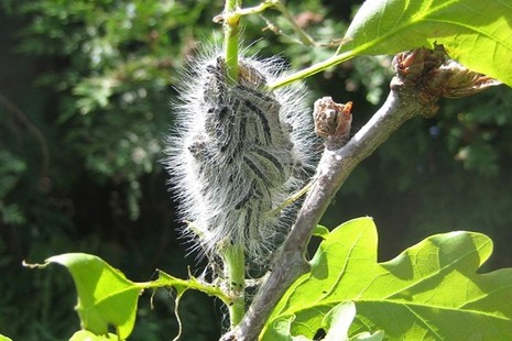 A group of Oak Processionary Moth caterpillars (a pest) on an oak tree.