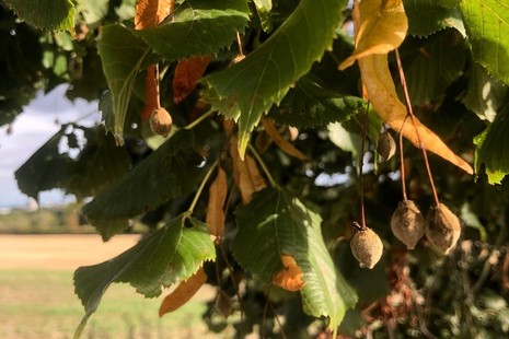 Seeds hanging from a lime tree.