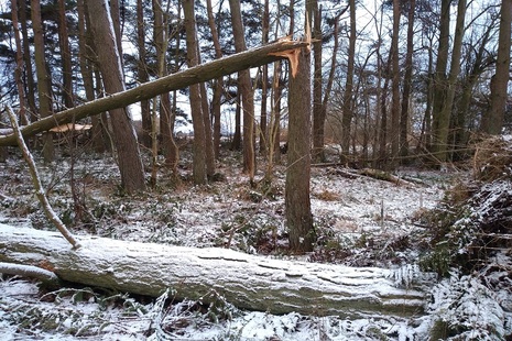 A woodland in winter, trees covered in snow with a tree snapped in half at the trunk