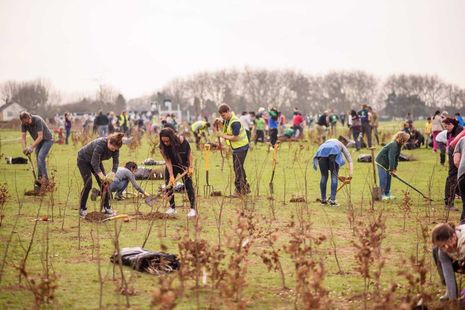 A group of volunteers planting trees in a green field