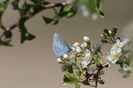 Butterfly on white flower buds and white flower petals on a tree branch. 