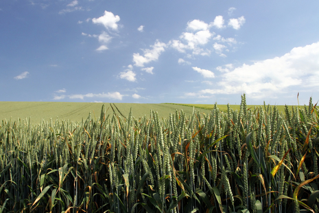 Photo of wheat in a field on a sunny day
