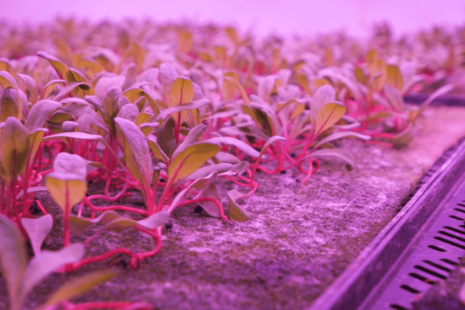A bed of seedlings illuminated by pink light