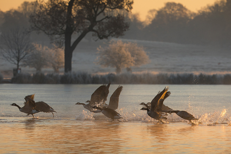 Птицы летают над водой. Фото предоставлено Алексом Сабери через Photodisc / Getty Images.
