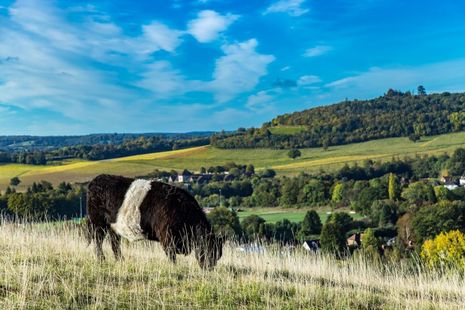 A cow grazing on pasture.