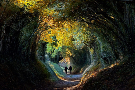 Photograph of a couple walking through an avenue of trees in some woods