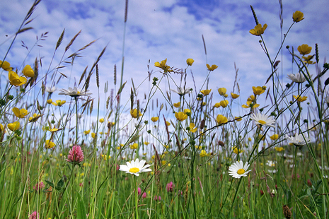 Wildflowers in a meadow viewed from below with blue sky