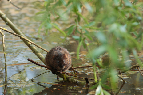 Photograph of a water vole siting on a branch on a river
