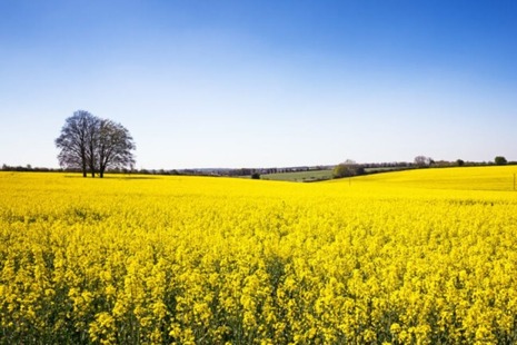 Field of yellow rape