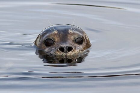 Фотография головы тюленя в воде.