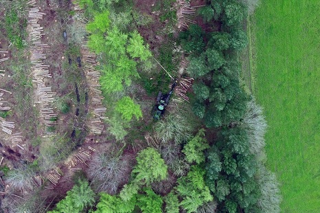 Aerial photo of tree felling at Hag Wood