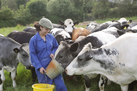 Feeding cows