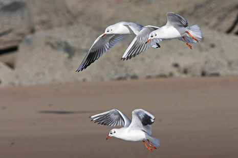 Black-headed gulls. Credit: Getty images