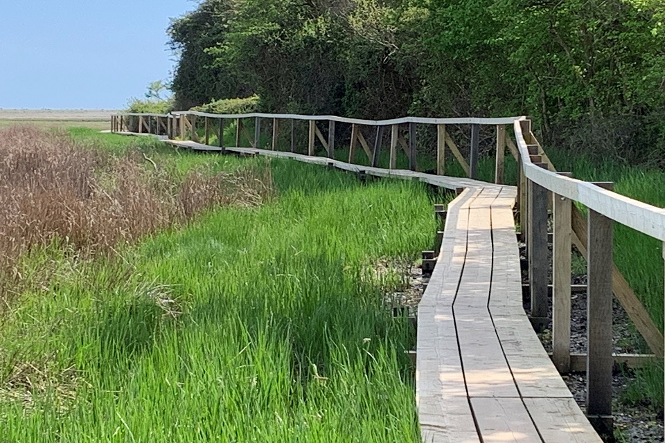 Photograph showing a section of the boardwalk on the new trail.