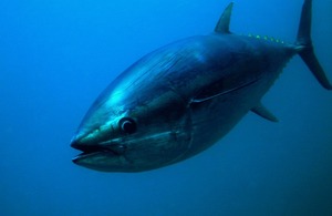 A single Bluefin tuna swimming in the ocean