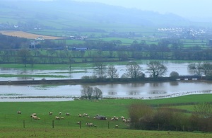 Flooded farm land with sheep grazing in the fields