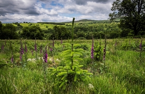 Image of tree growing against green landscape