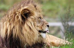 picture shows a lion