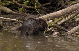 A picture of one of the beaver kits