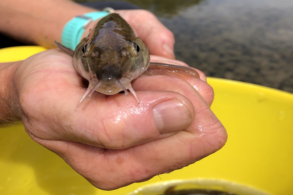 Close up picture of a barbel.