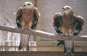 Historic photo of red kites sitting on a branch before being released