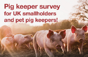 Small-scale pig keepers invited to take African swine fever survey