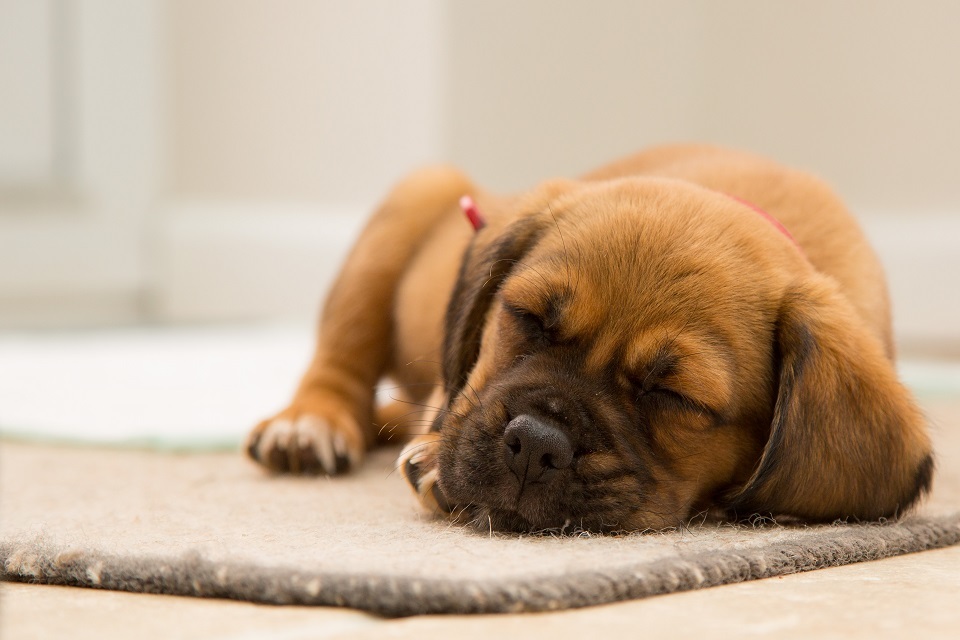 Preloved pets4homes cheap
