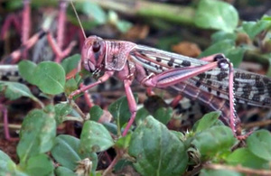 Locust eating crops in Kenya