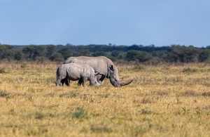 Two white rhinoceros pictured on a stretch of grassland