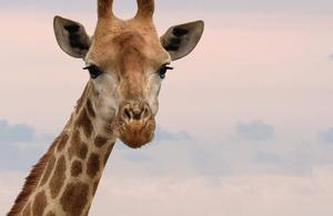 Close up image of a giraffe