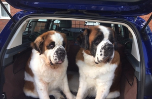 Bertie and Jill - dogs in car