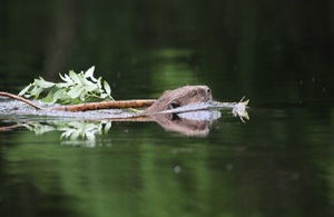 A beaver swimming in a river, its head barely visible above the water.