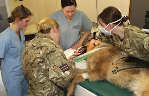 Military protection dog Max undergoing root canal surgery [Picture: Corporal Bibby RAF, Crown copyright]