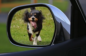 A dog running on grass, viewed through a car wing mirror