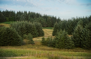 Image of field bordered with trees