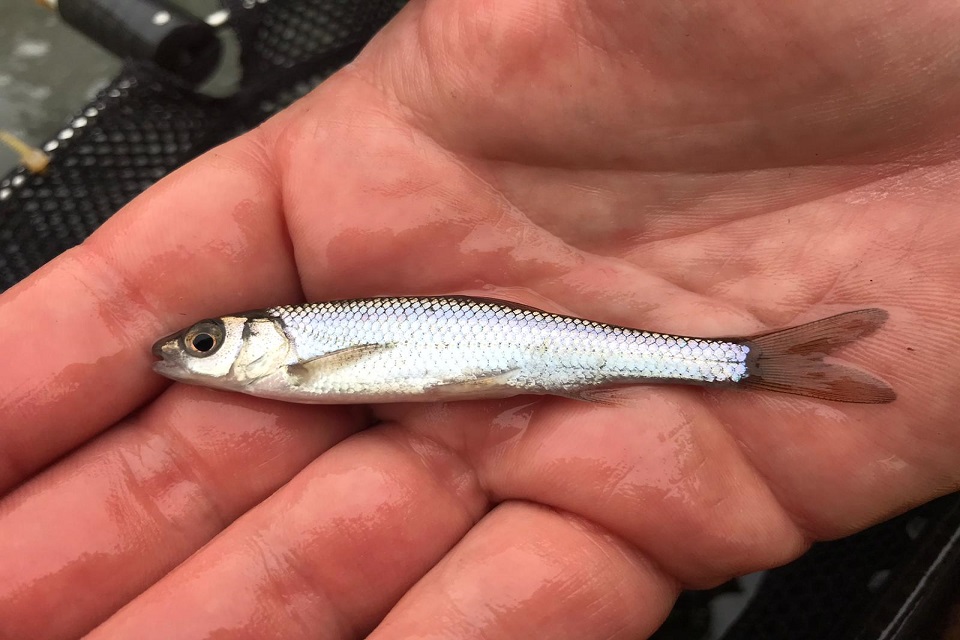 A picture of a fish from the restocking.