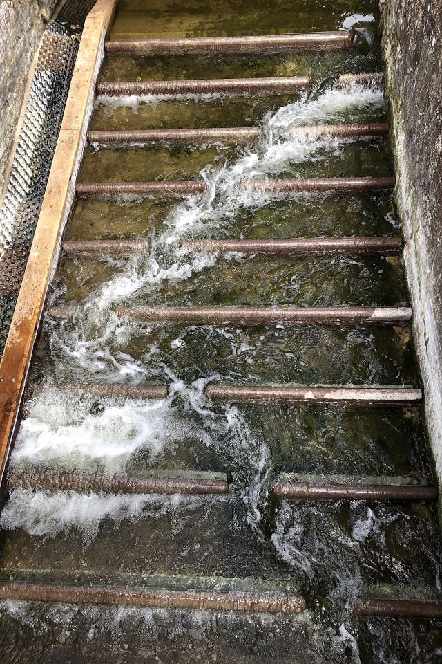 The fish pass in operation.