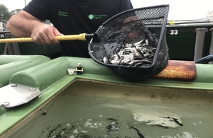 Environment Agency employee lifting a net of fish from a pool of water