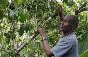 Where your morning coffee begins. Feleke Dukamo is a typical small-scale farmer in southern Ethiopia. Here he checks to see which of his coffee fruits are red, and ready to pick. to: Pete Lewis/DFID